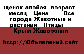 щенок алобая .возраст 1 месяц › Цена ­ 7 - Все города Животные и растения » Птицы   . Крым,Жаворонки